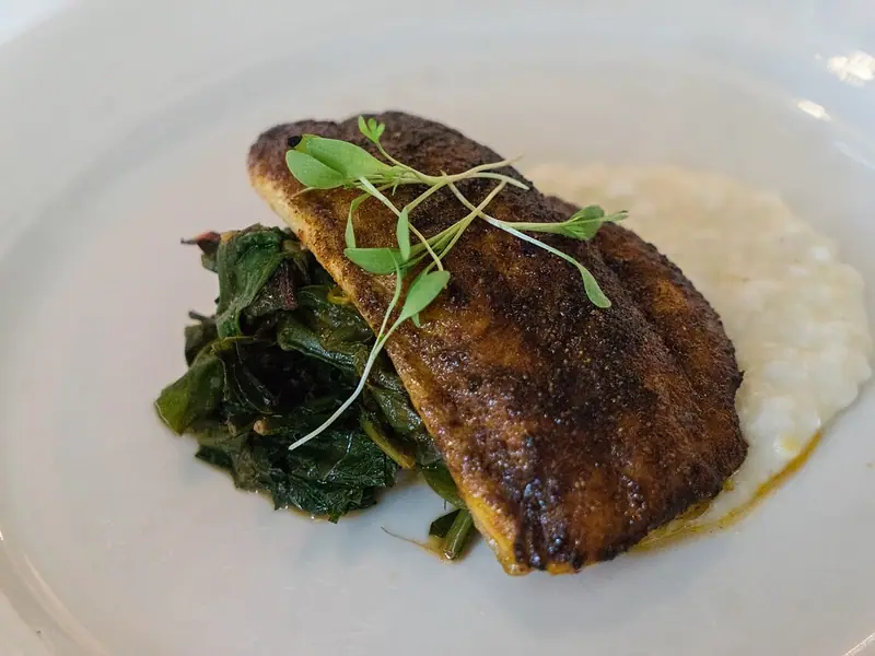 Blackened fiskefilet toppet med mikrogrønt, serveret på cremet majsgrød med sauterede mørke bladgrøntsager på en hvid tallerken.